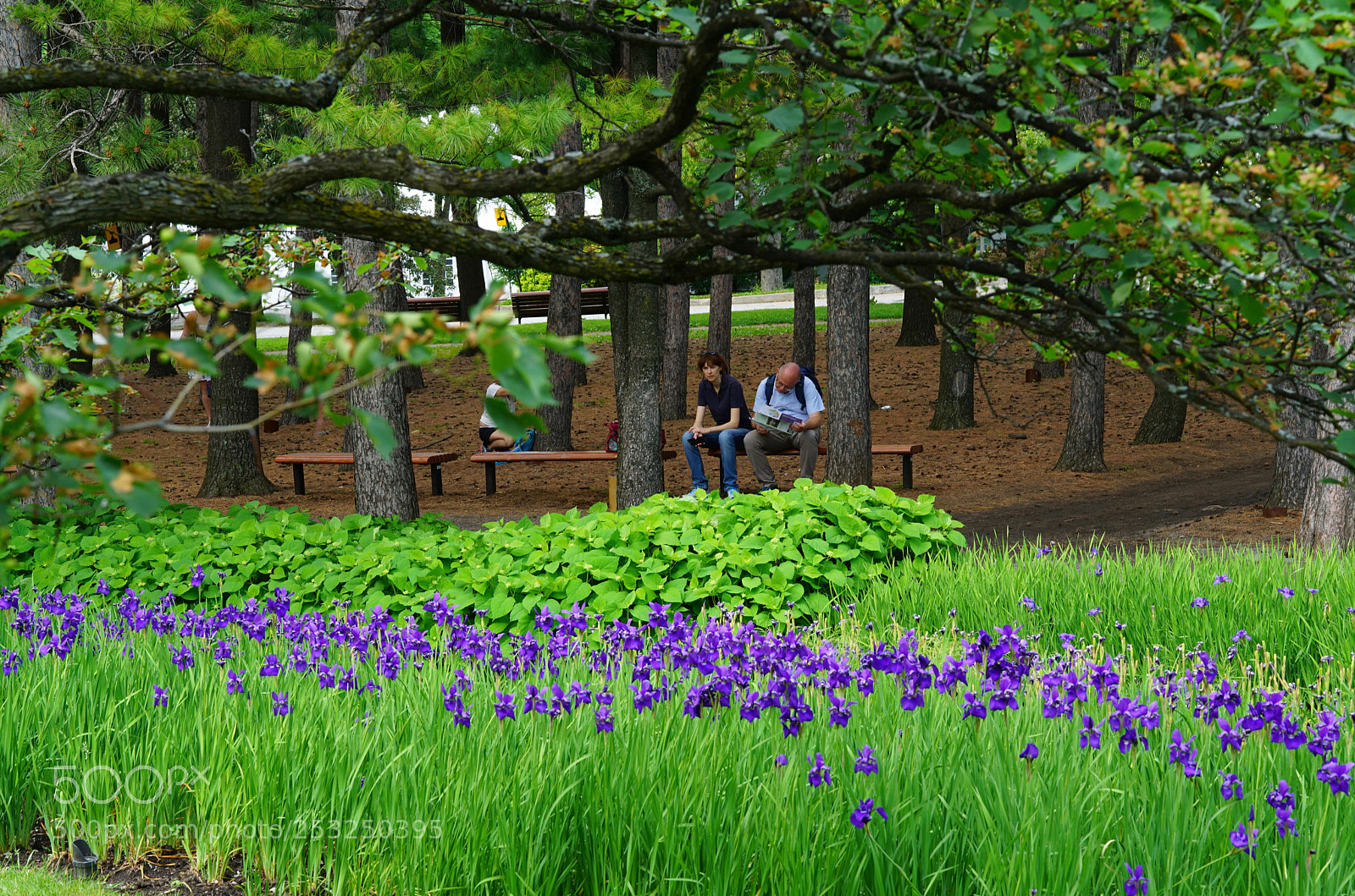 Sony a7R II sample photo. Spring is finally here photography