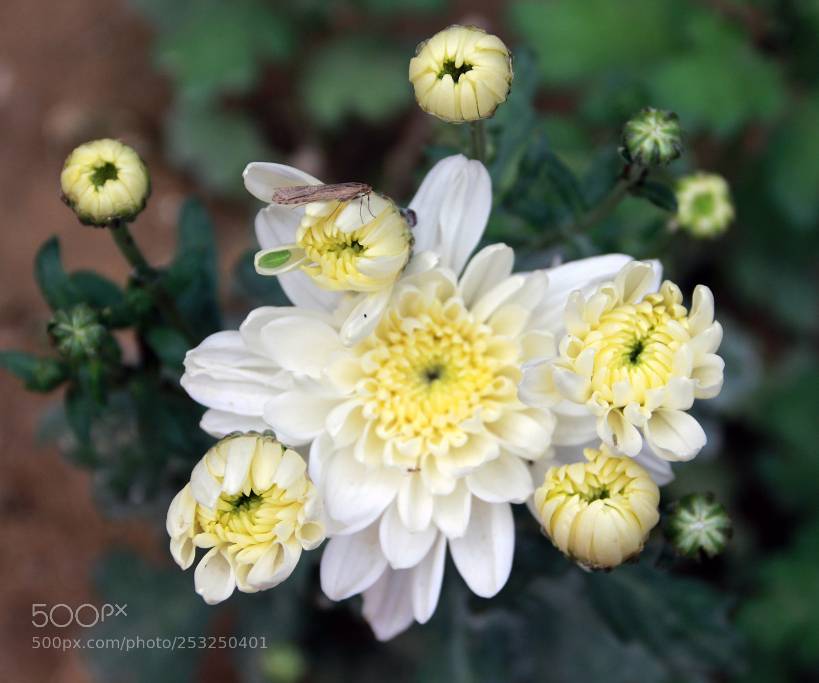 Canon EOS 700D (EOS Rebel T5i / EOS Kiss X7i) sample photo. Spring is here photography