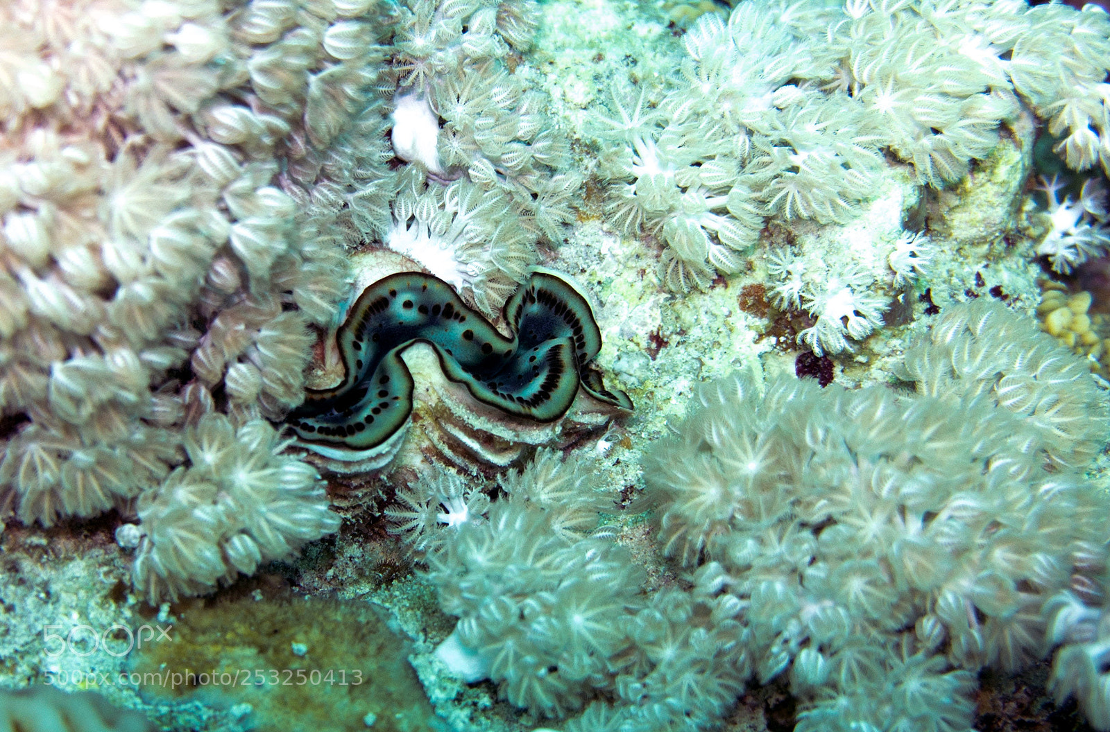 Sony Alpha NEX-5 sample photo. Giant blue clam photography