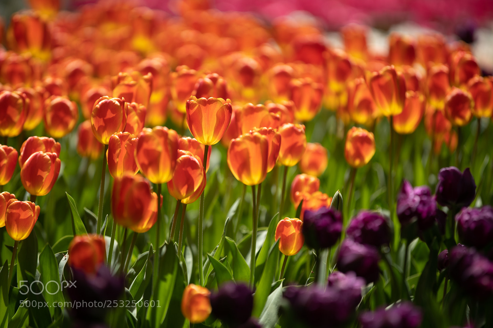 Sony a7 III sample photo. Garden glow photography