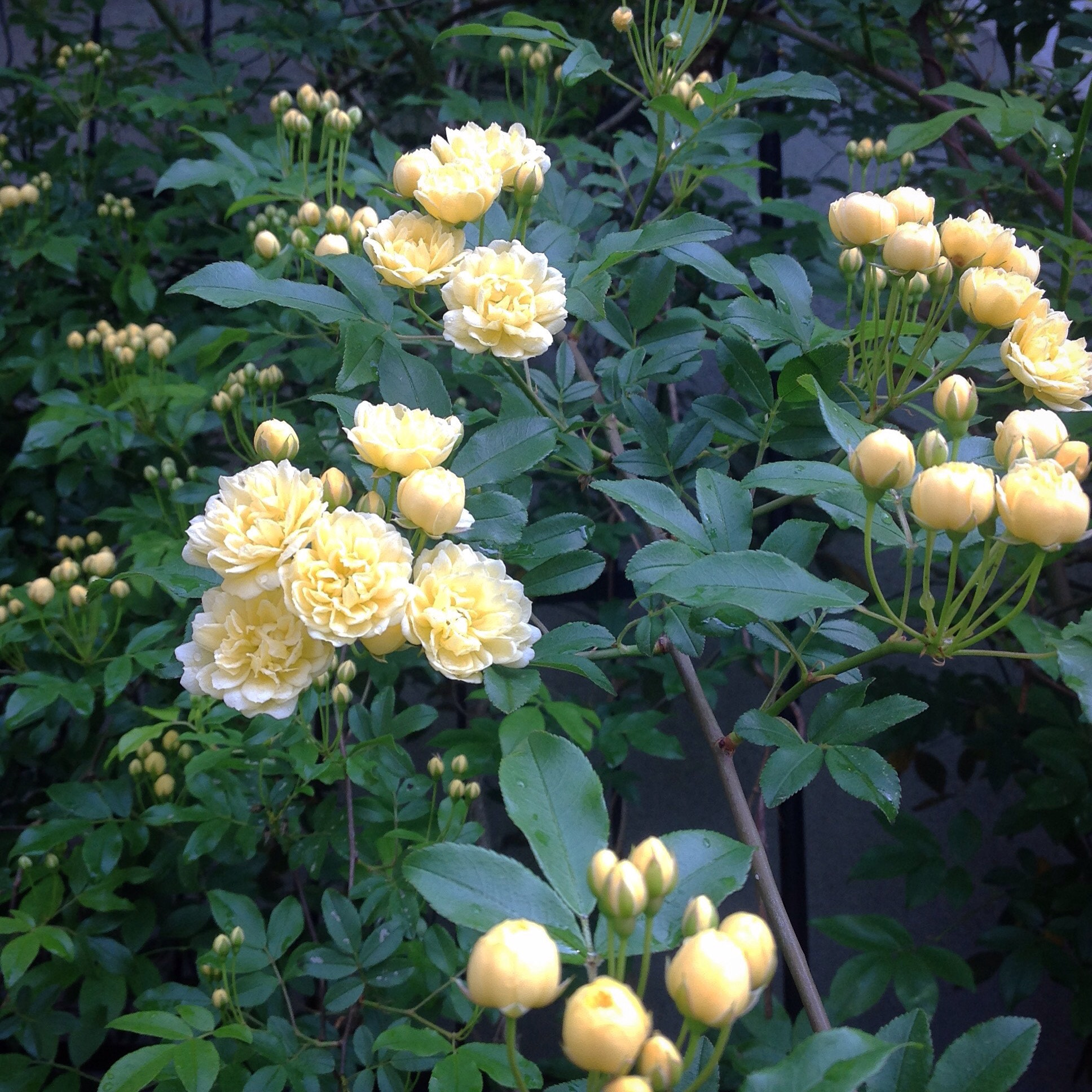 Apple iPad sample photo. Rose garden photography