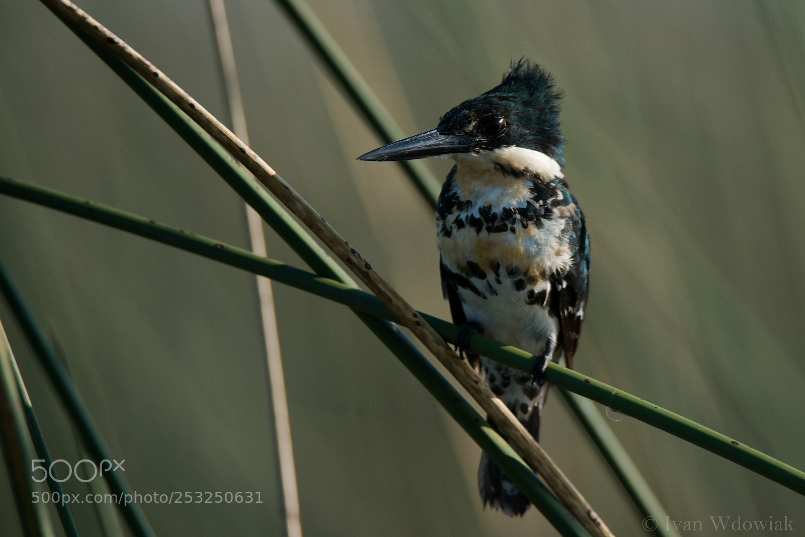 Nikon D800 sample photo. Kingfisher photography