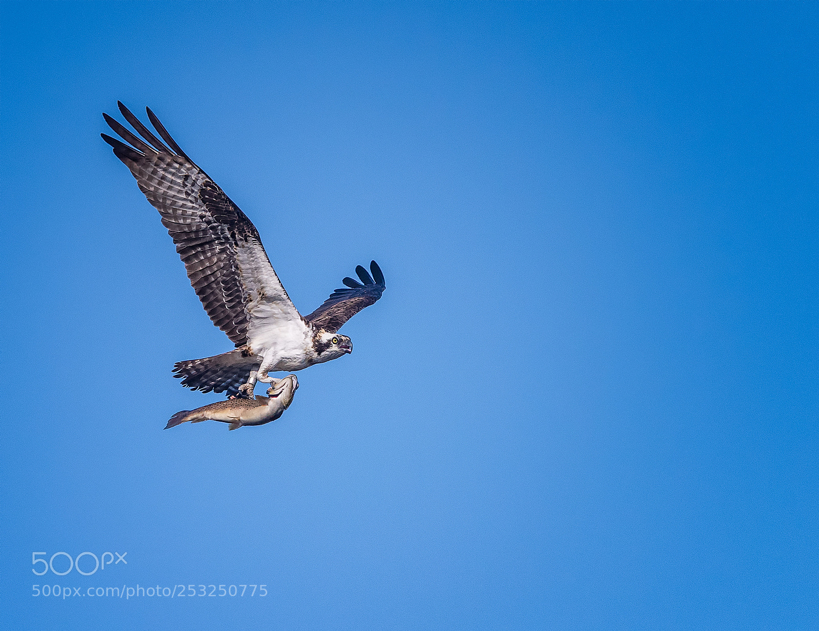 Nikon D810 sample photo. Osprey pandion haliaetus catch photography