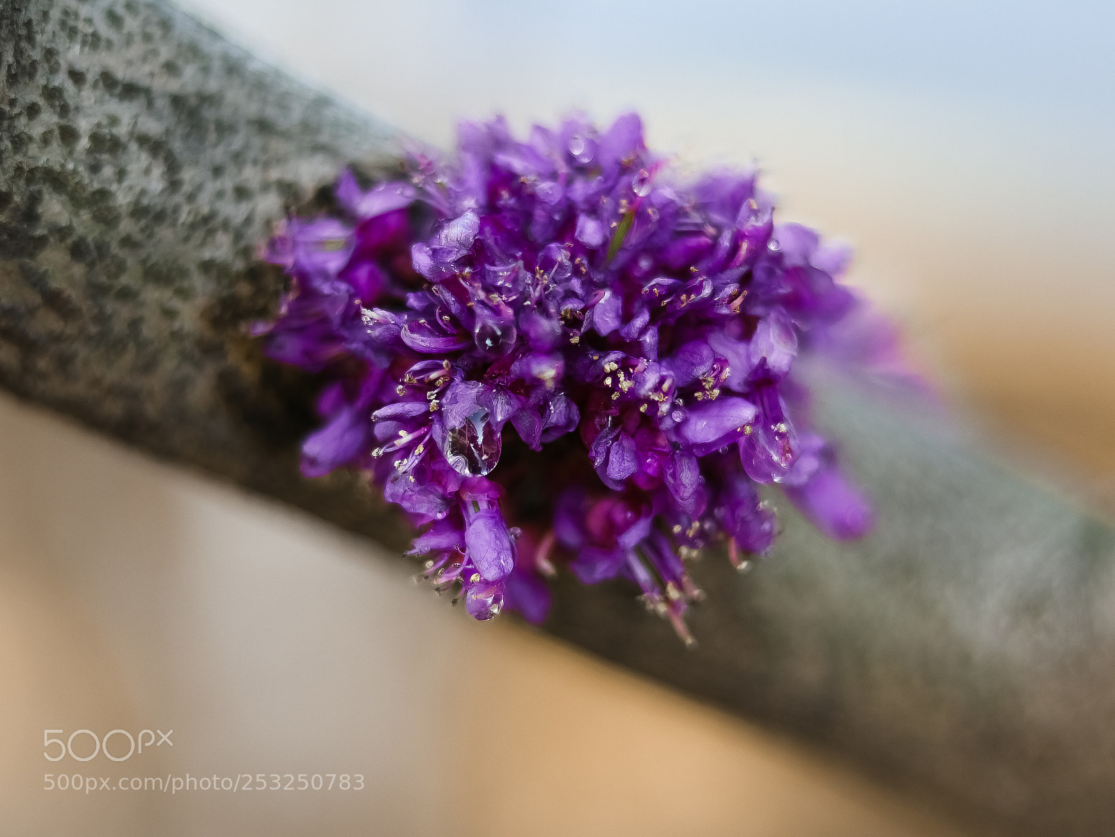 Canon EOS 80D sample photo. Purple photography
