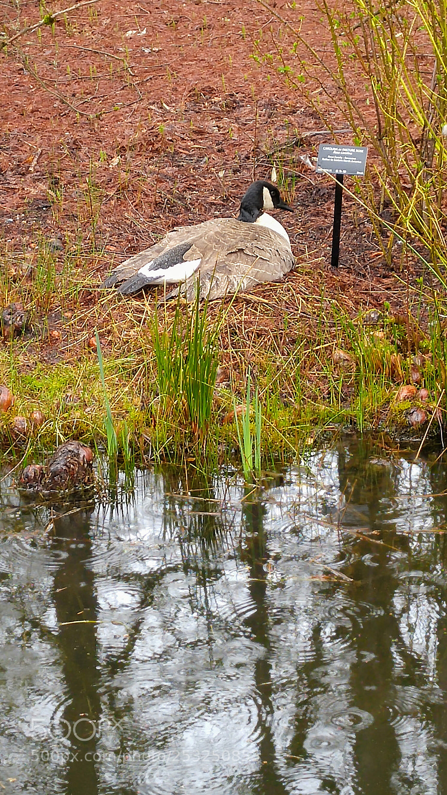 LG G4 sample photo. Protecting her eggs photography