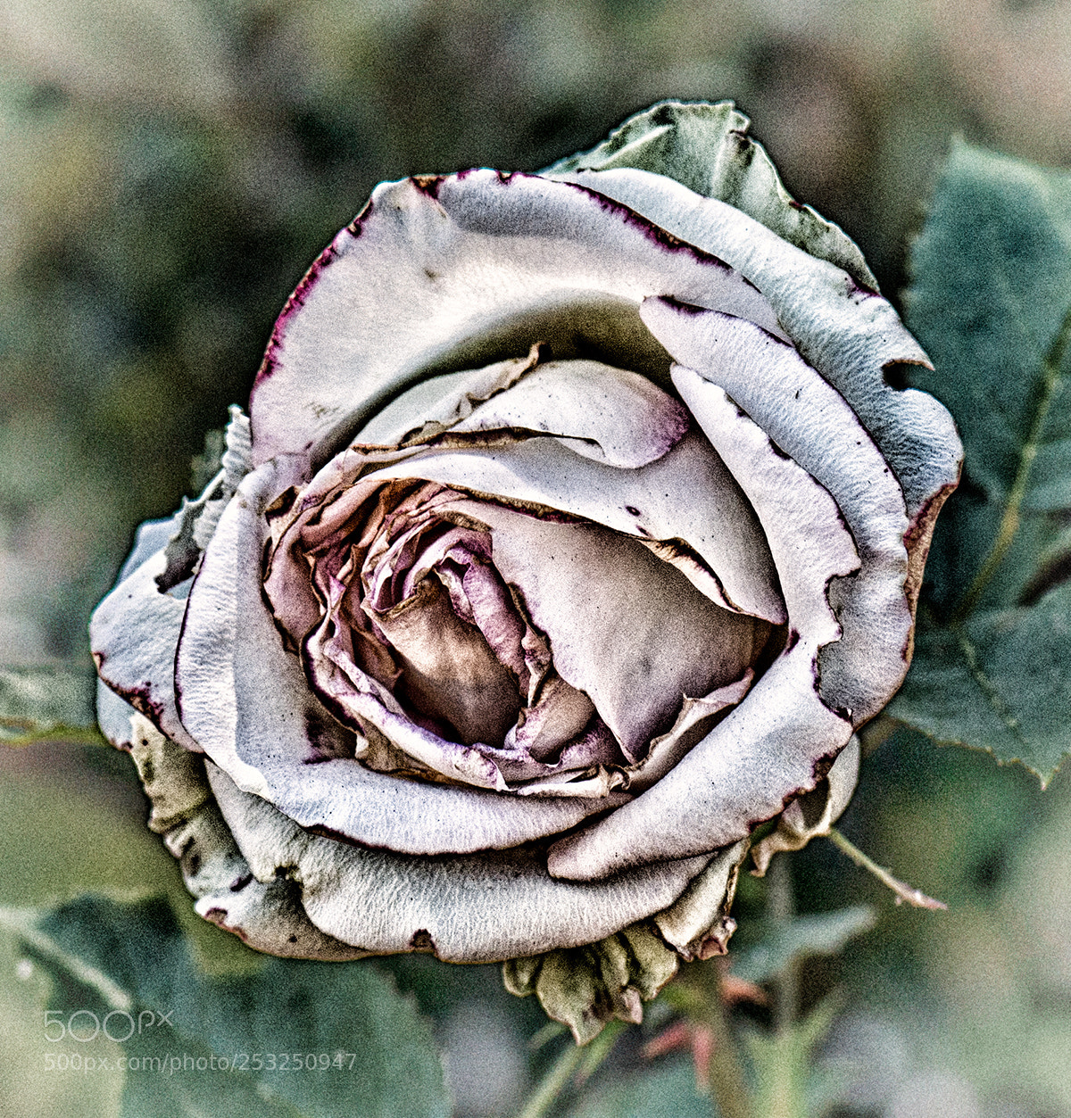 Nikon D610 sample photo. Last rose of the photography