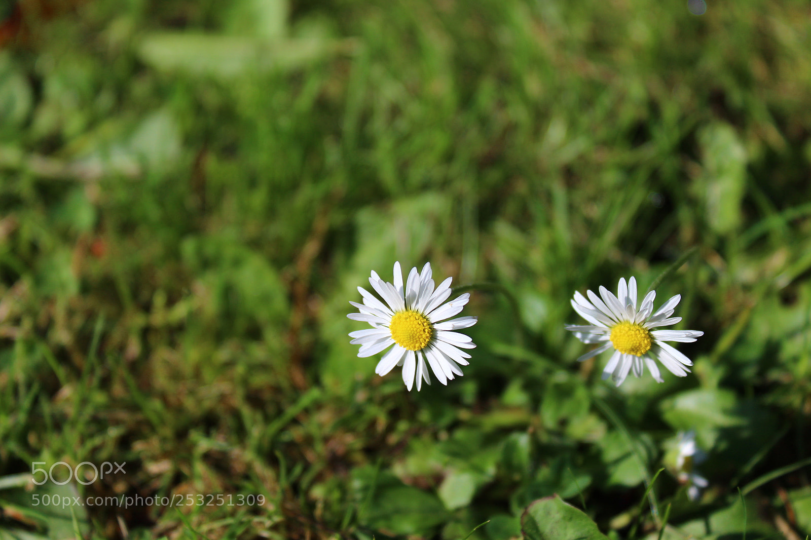 Canon EOS 1300D (EOS Rebel T6 / EOS Kiss X80) sample photo. Img photography