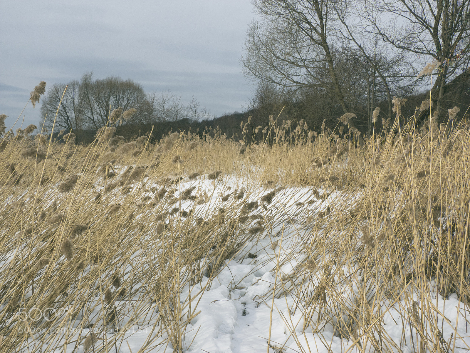 Olympus OM-D E-M1 sample photo. The sense of april photography