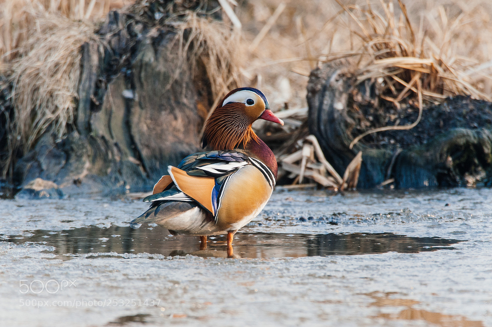 Nikon D700 sample photo. Mandarin photography