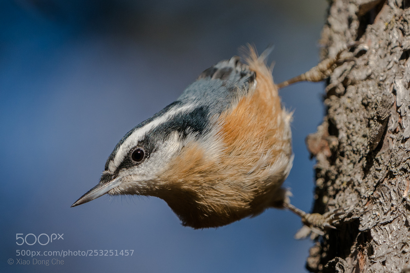 Sony a9 sample photo. Red-breasted nuthatch photography