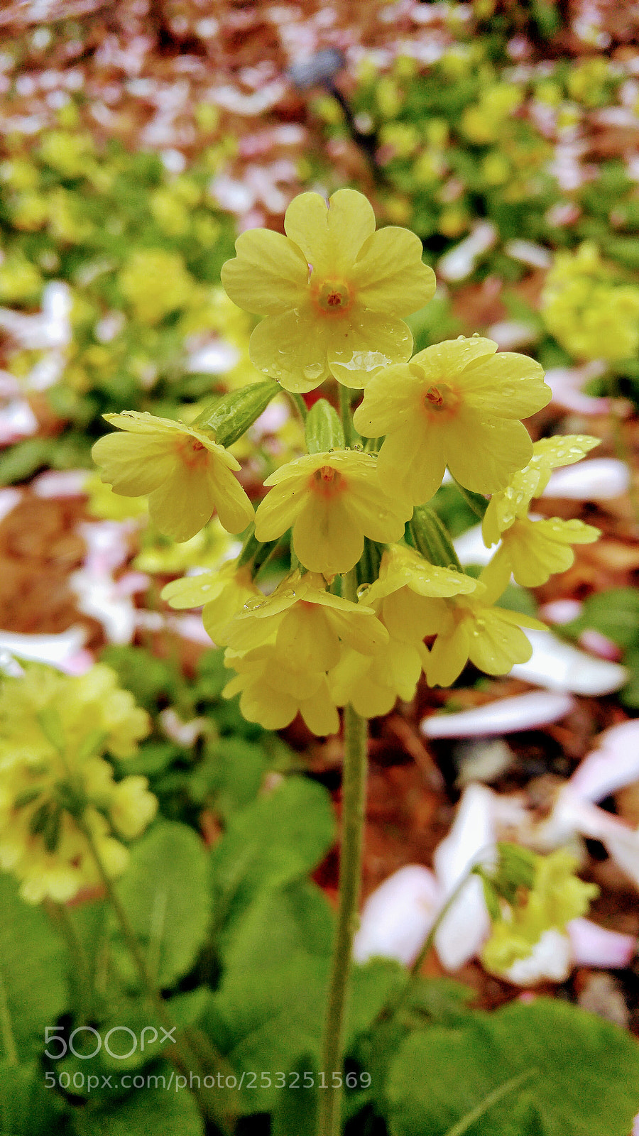 LG G4 sample photo. Little yellow flowers photography