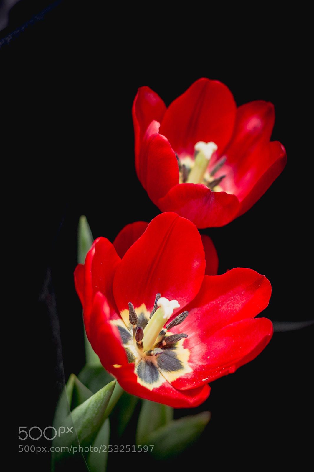 Canon EOS 100D (EOS Rebel SL1 / EOS Kiss X7) sample photo. Tulipas photography