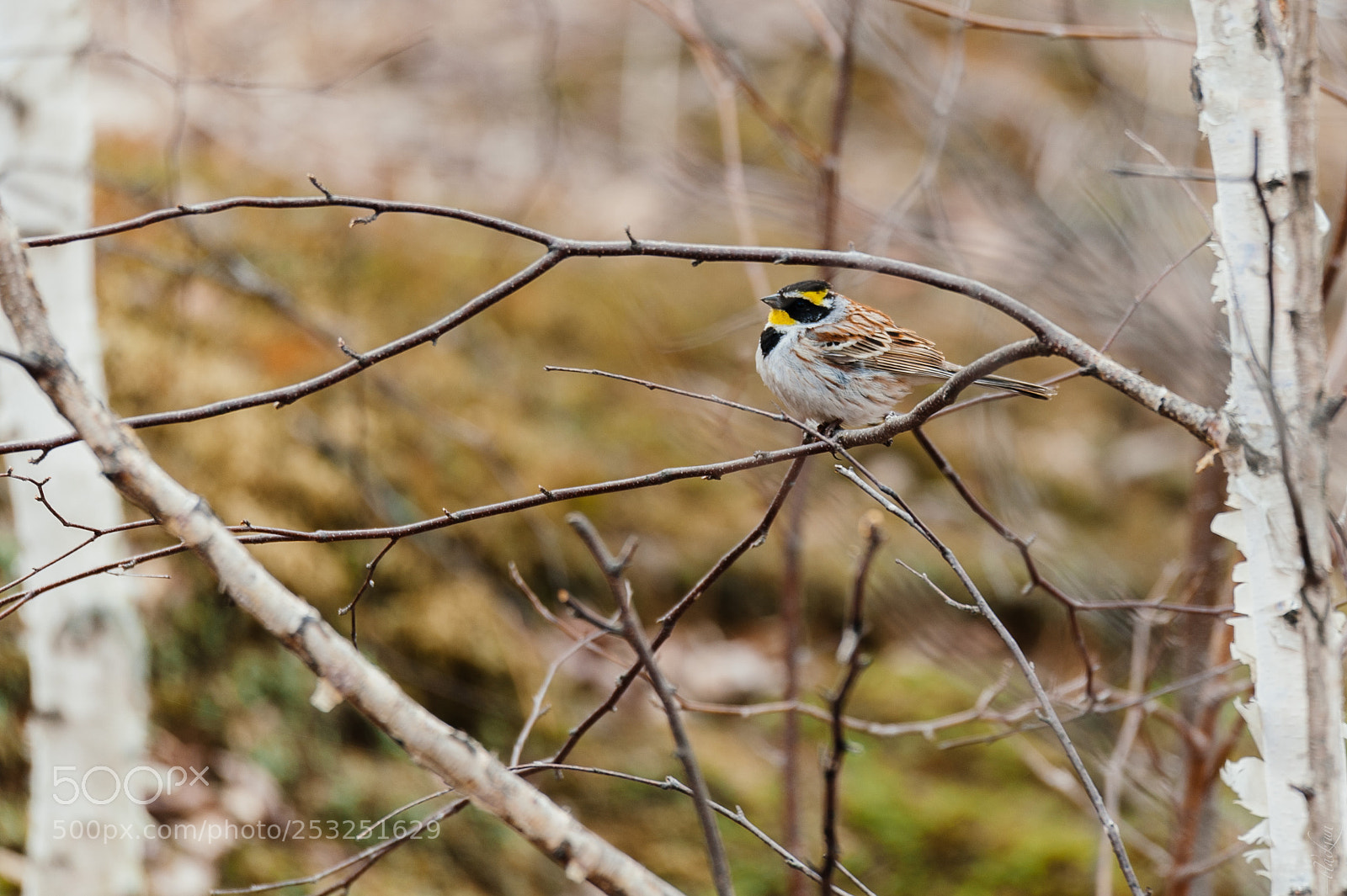 Nikon D700 sample photo. Emberiza elegans photography