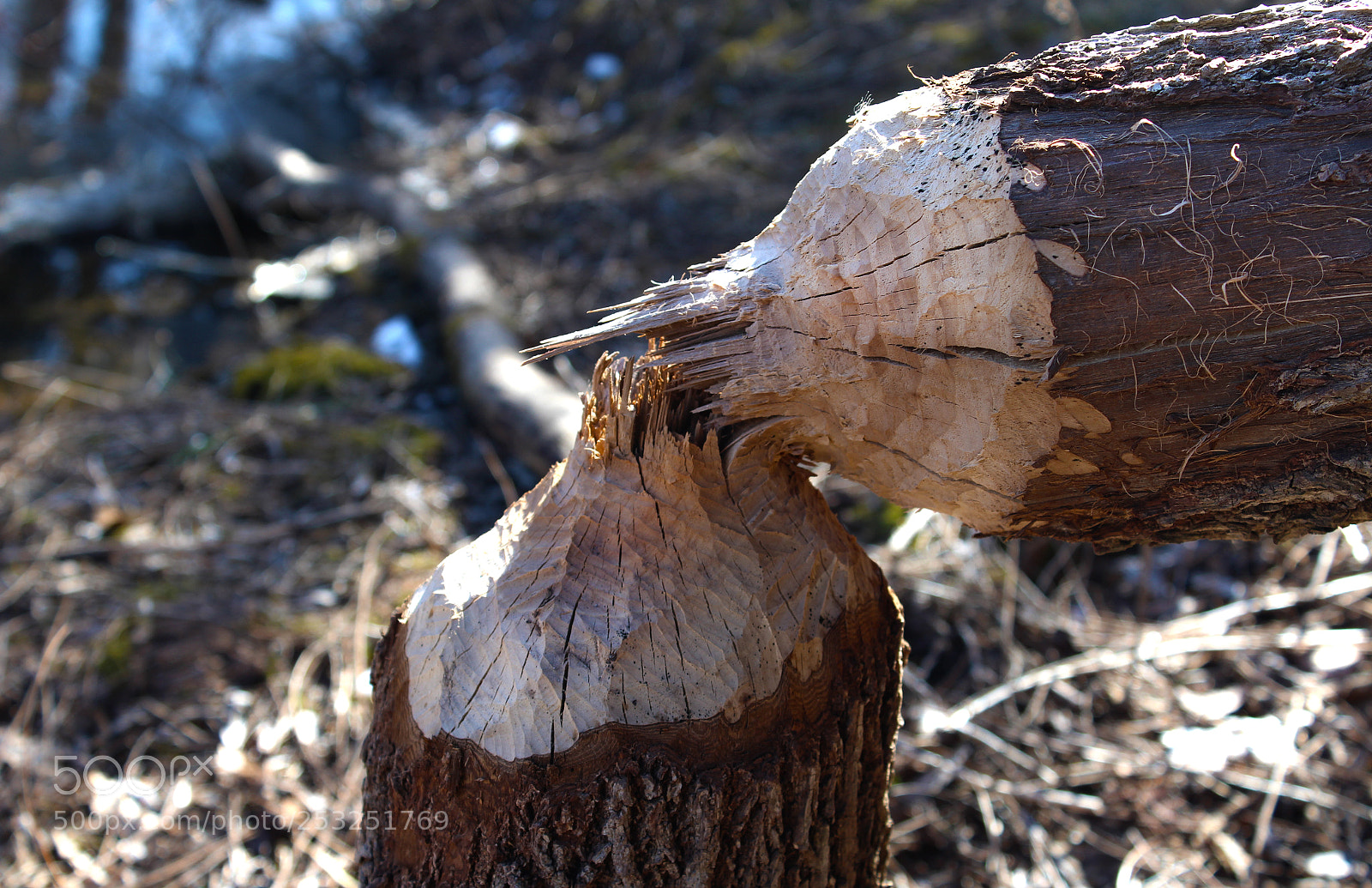Canon EOS 1200D (EOS Rebel T5 / EOS Kiss X70 / EOS Hi) sample photo. The beavers claim photography