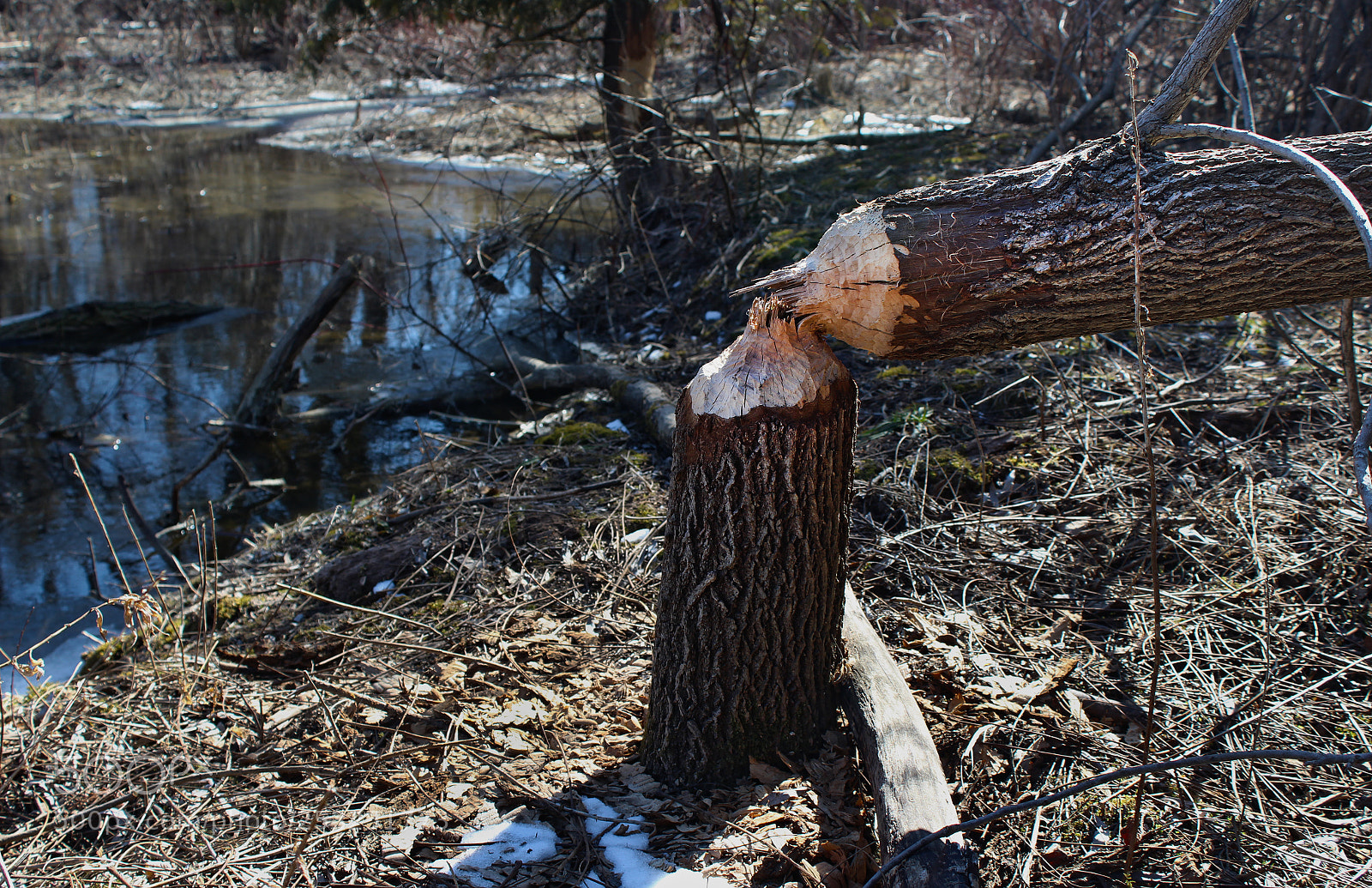 Canon EOS 1200D (EOS Rebel T5 / EOS Kiss X70 / EOS Hi) sample photo. The beavers claim photography