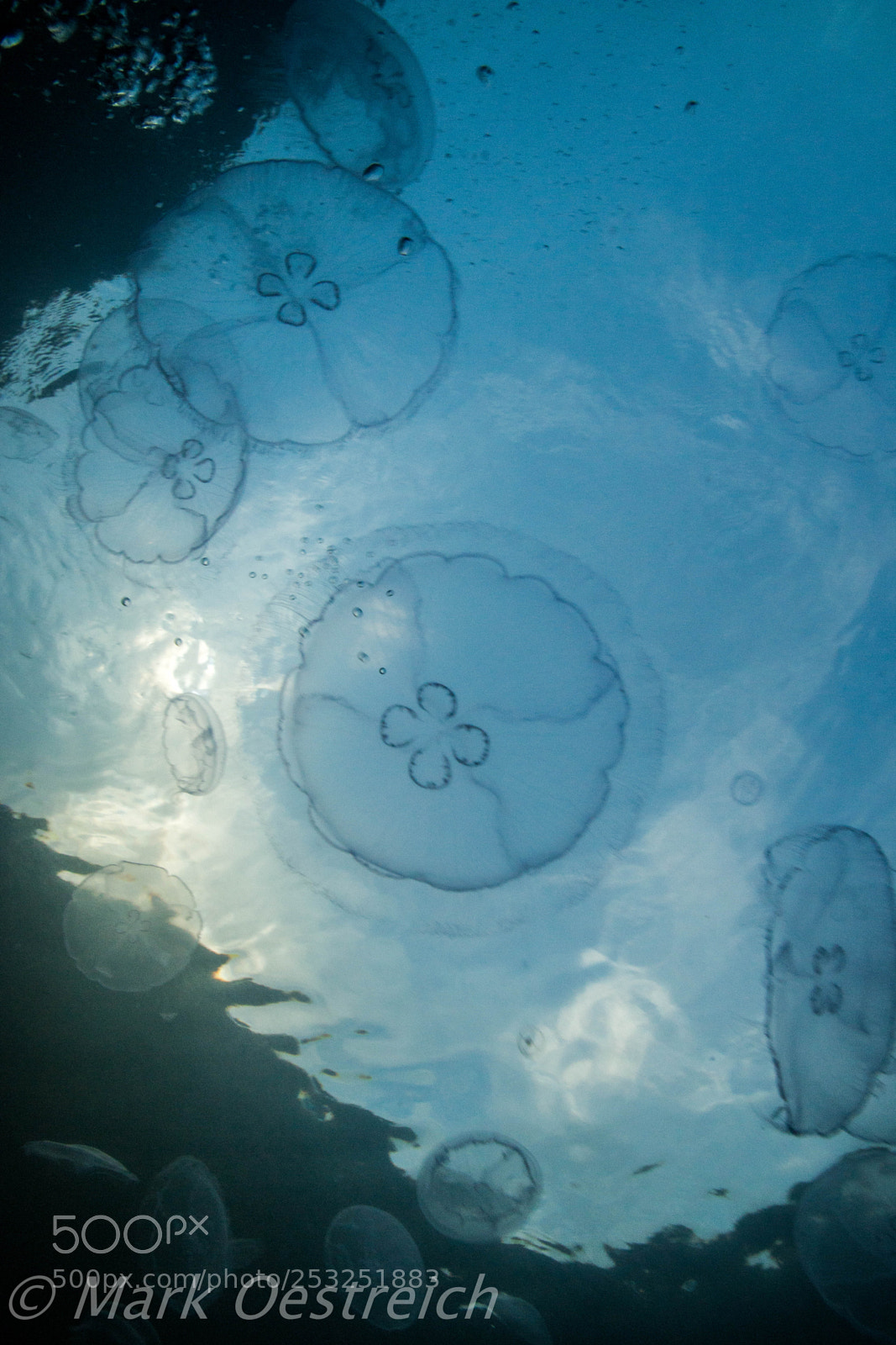 Canon EOS 70D sample photo. Jellyfish photography