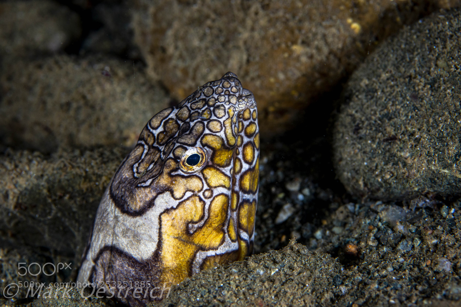 Canon EOS 70D sample photo. Snake eel photography