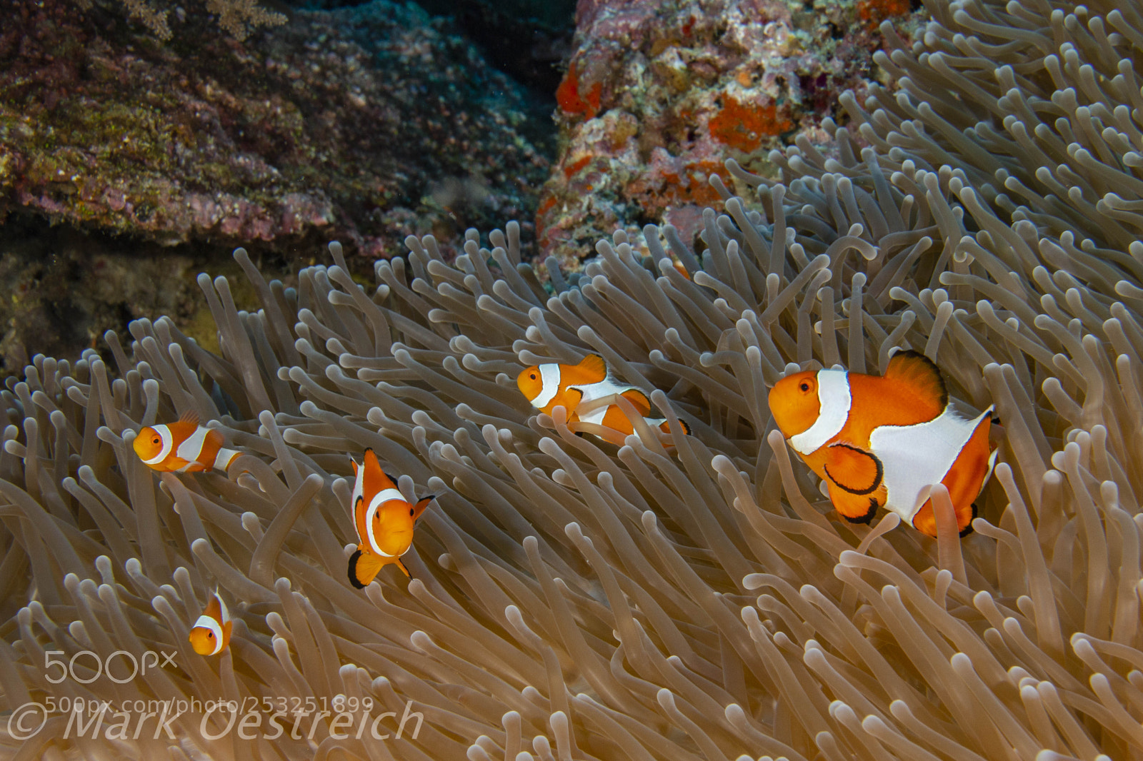 Canon EOS 70D sample photo. Nemo clan photography