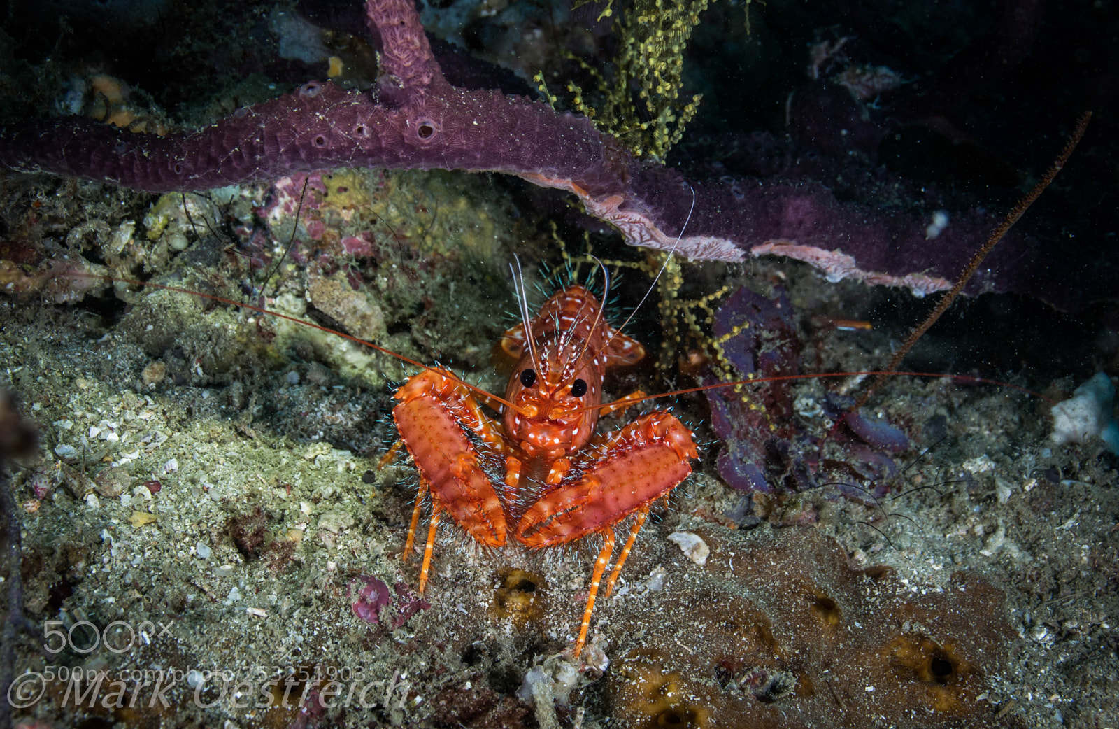 Canon EOS 70D sample photo. Reef lobster photography