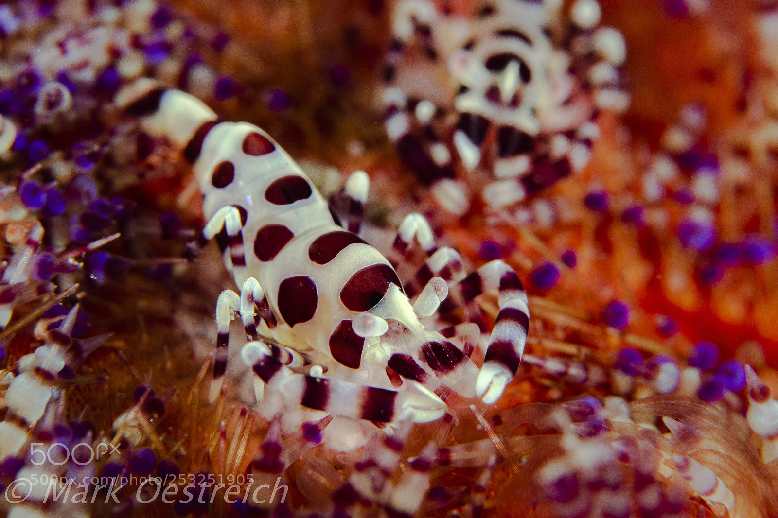 Canon EOS 70D sample photo. Shrimp photography