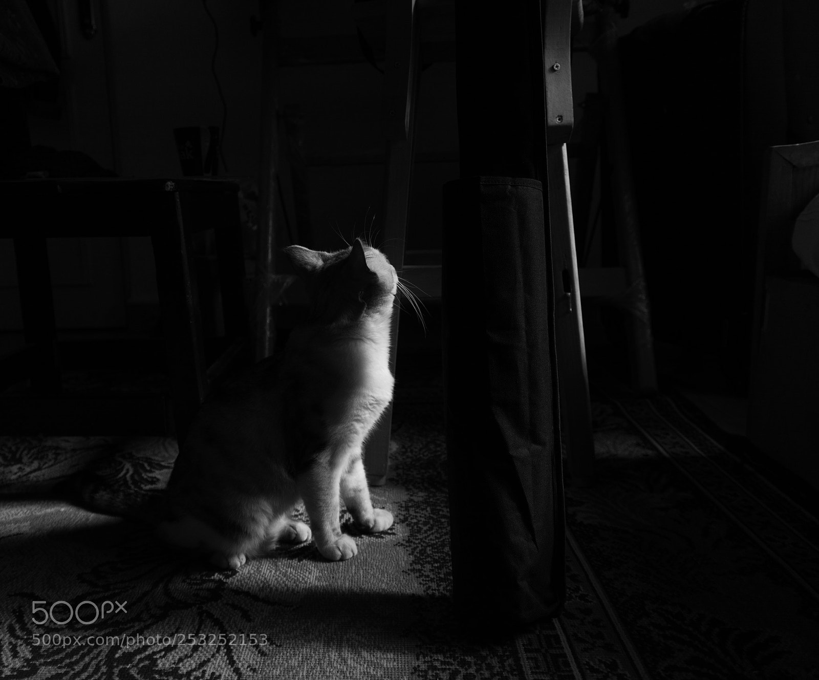 Nikon D7100 sample photo. Untitled photography