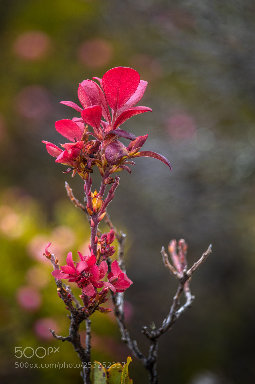 Canon EOS 80D sample photo. Ohelo aloha photography