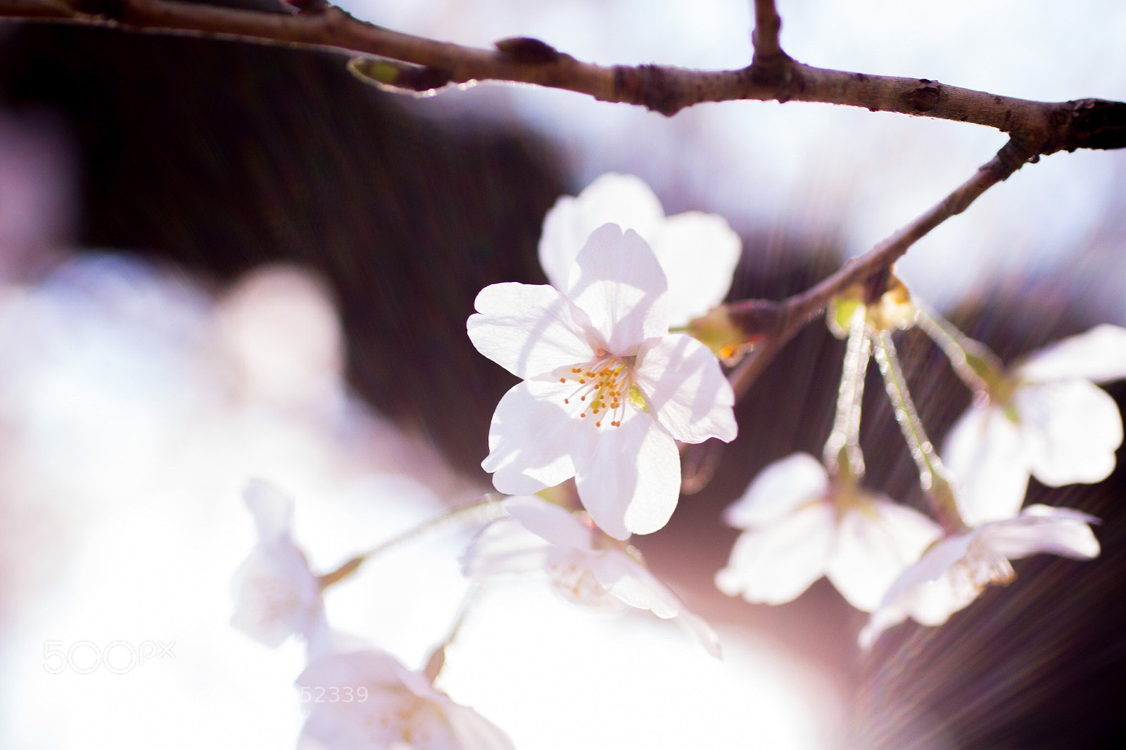 Canon EOS 700D (EOS Rebel T5i / EOS Kiss X7i) sample photo. Untitled photography