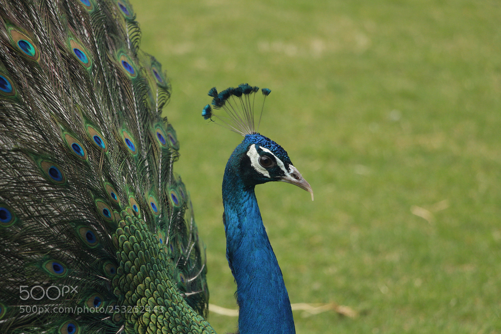Canon EOS 700D (EOS Rebel T5i / EOS Kiss X7i) sample photo. Untitled photography