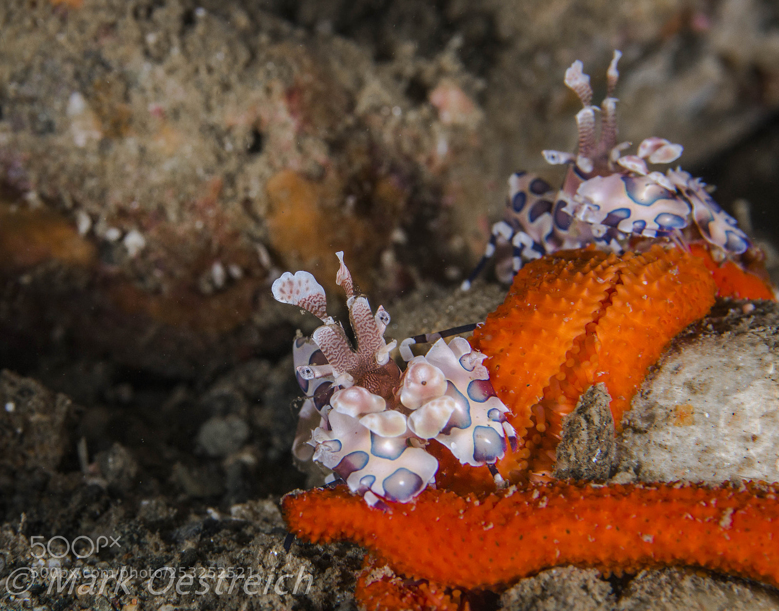 Canon EOS 70D sample photo. Harlequin shrimp photography