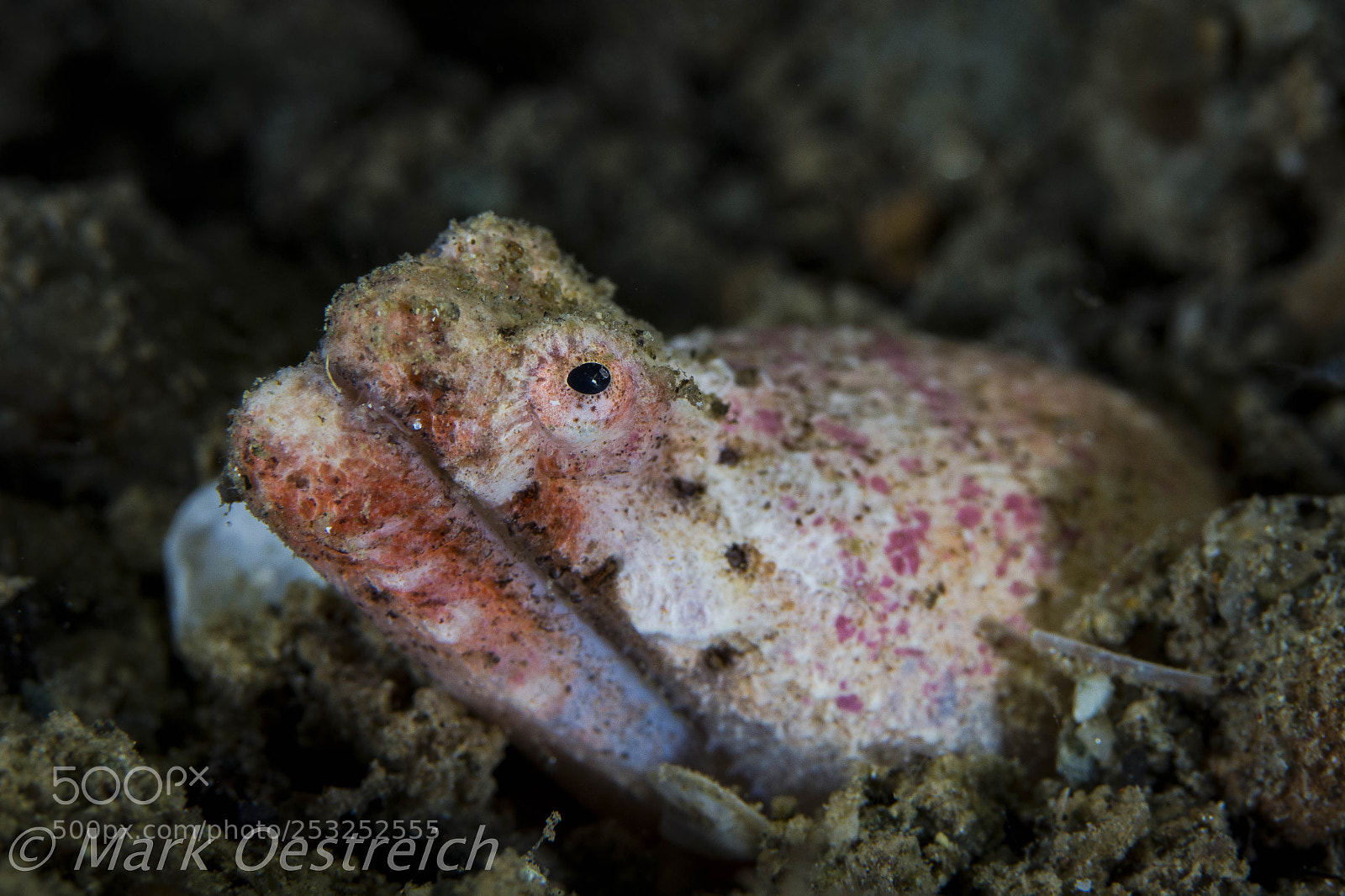 Canon EOS 70D sample photo. Crocodile snake eel photography