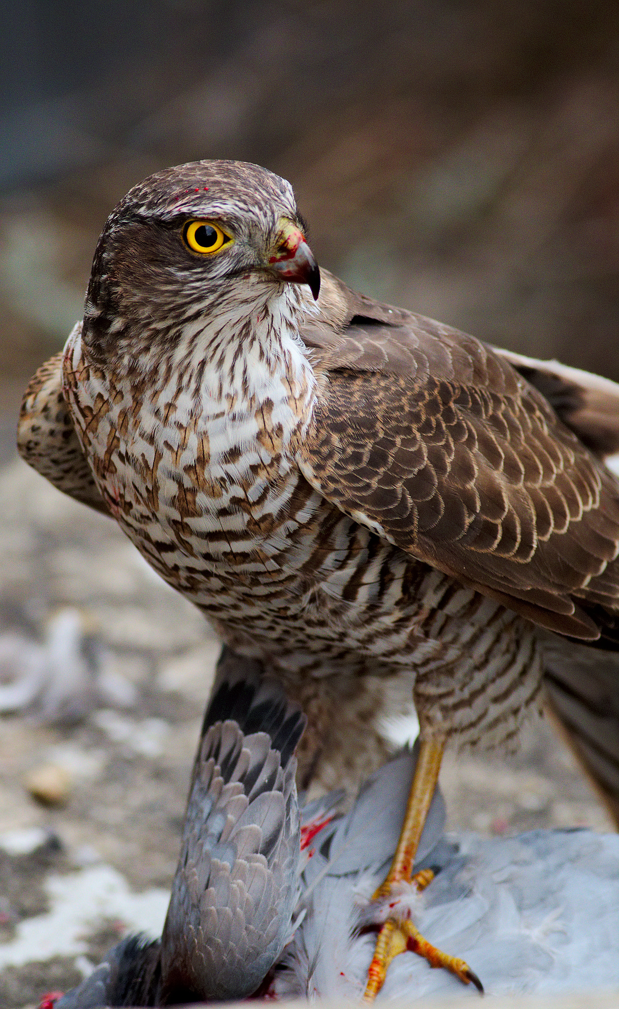 Canon EF 400mm F5.6L USM sample photo. Sparrowhawk photography