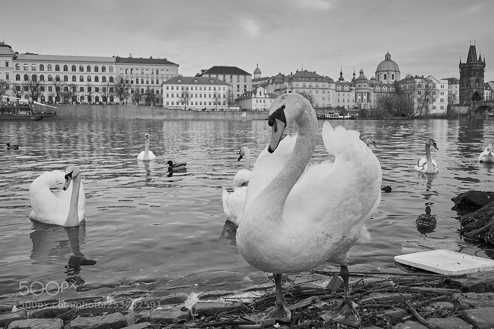 Fujifilm X-T20 sample photo. Prague, swans photography
