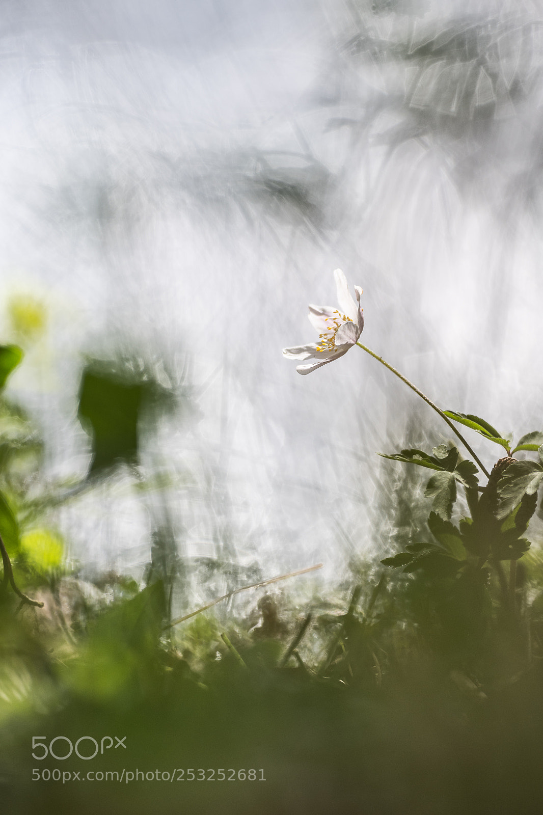 Nikon D500 sample photo. Hp photography