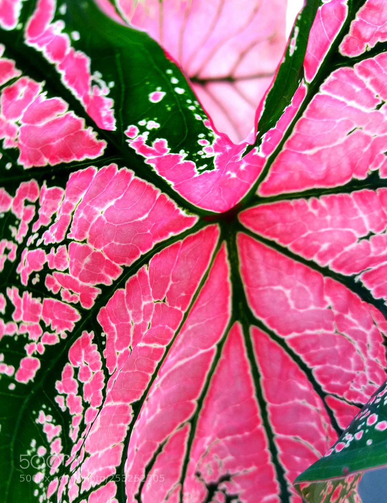 Samsung Galaxy J5(2016) sample photo. Caladium photography