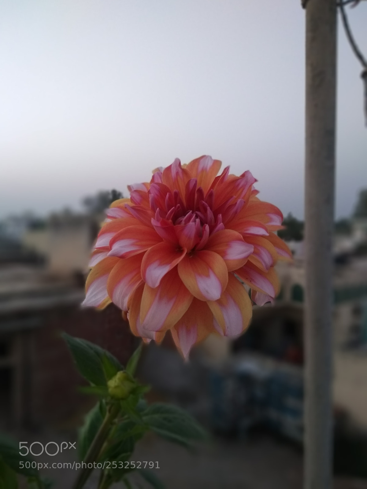 Motorola Moto G (5S) Plus sample photo. Untitled photography