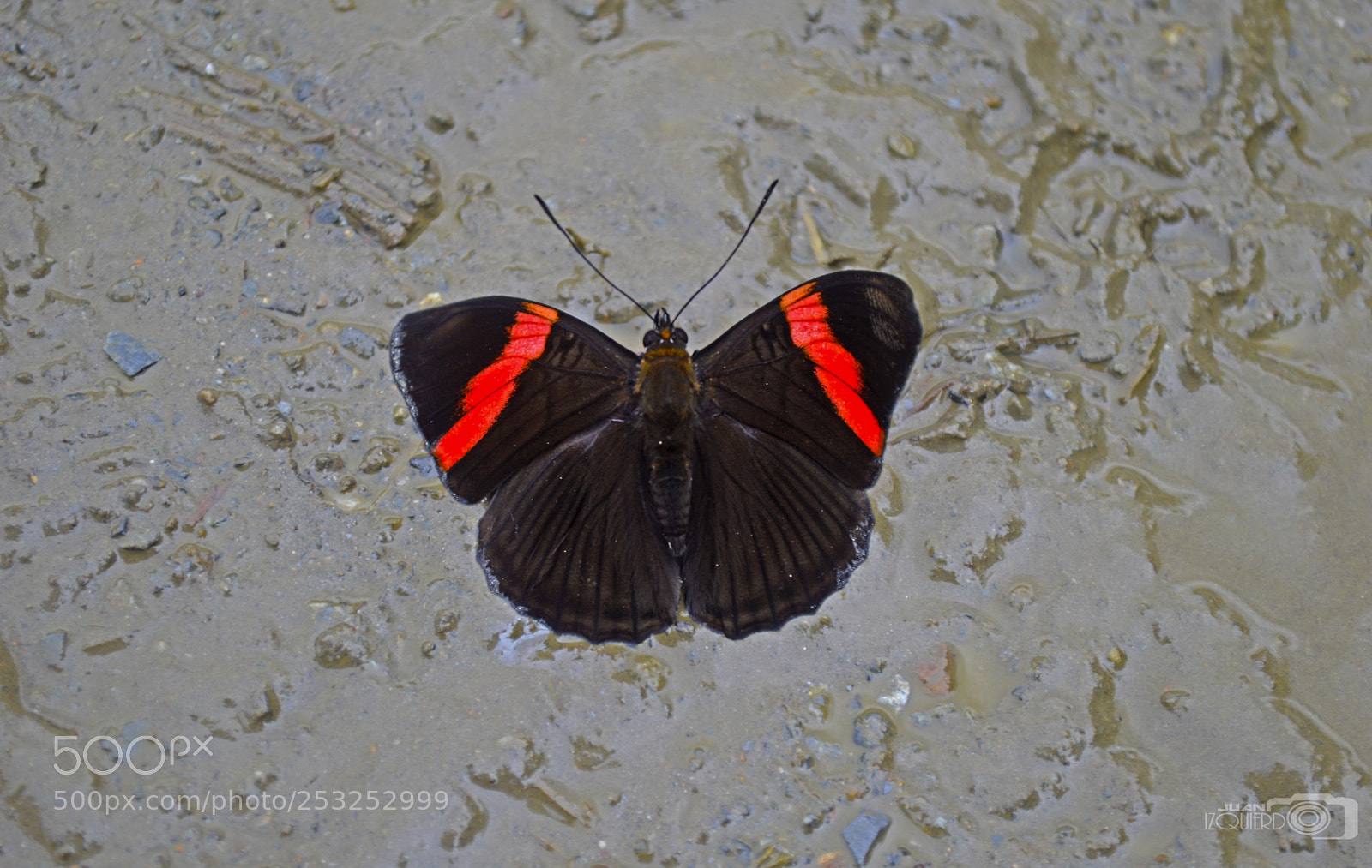 Nikon D3200 sample photo. Mariposa photography