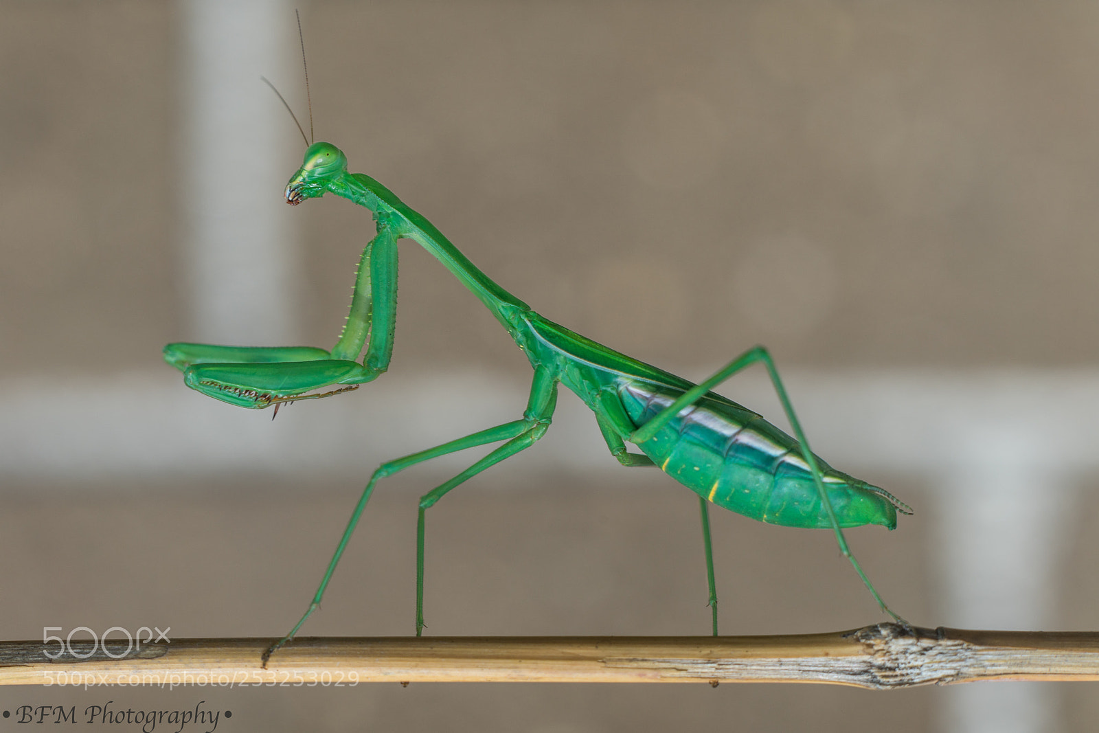 Sony a7R II sample photo. Praying mantis photography