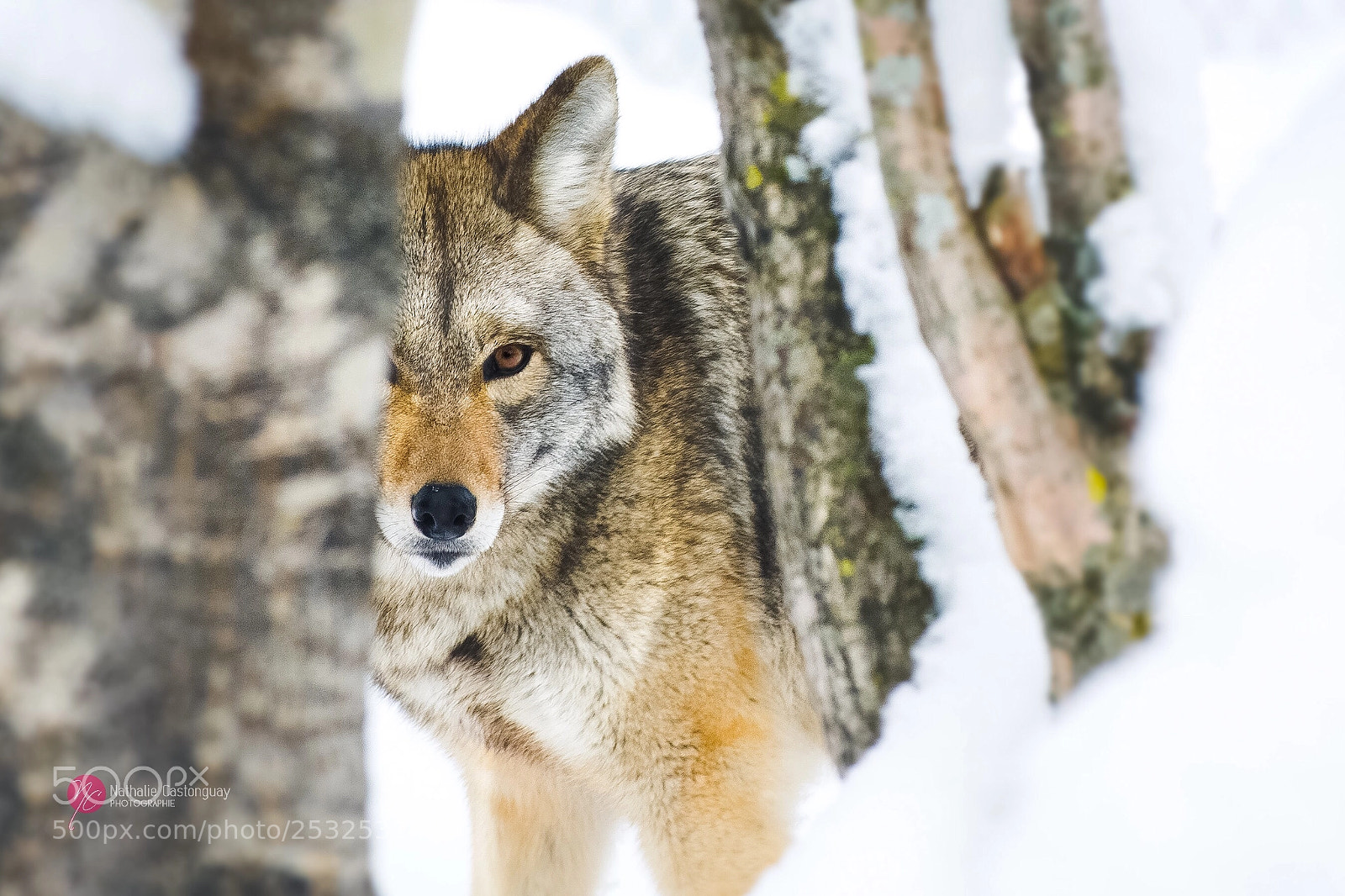 Nikon D7100 sample photo. Coyote  photography