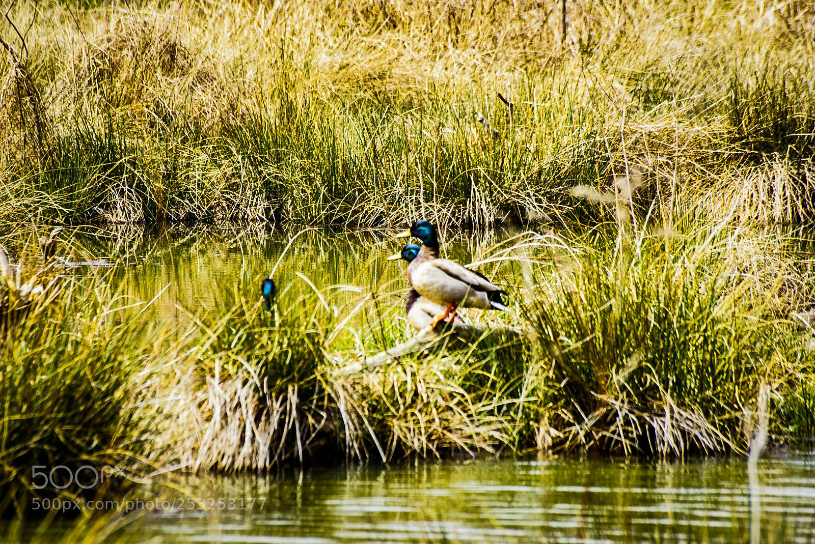 Sony a6000 sample photo. Standing in the marsh photography