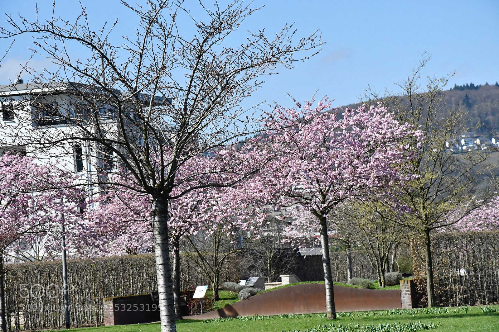 Nikon D7500 sample photo. Cherry blossom nice and photography