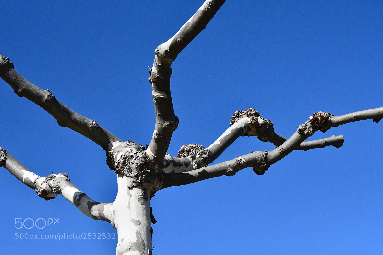 Nikon D7500 sample photo. Tangled tree photography