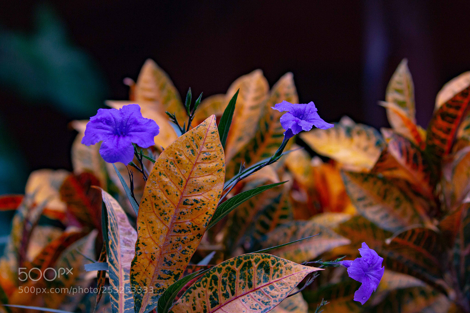 Canon EOS 70D sample photo. After the rain photography
