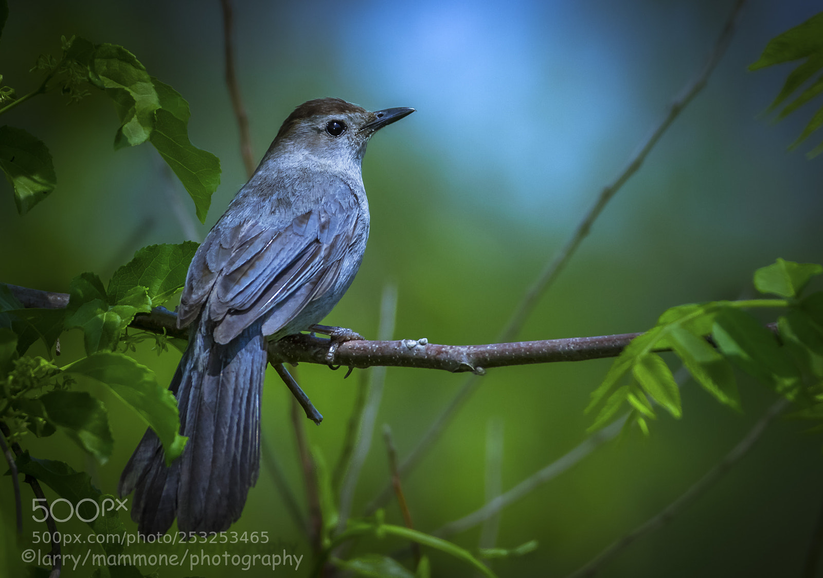 Canon EOS 40D sample photo. Cat bird photography