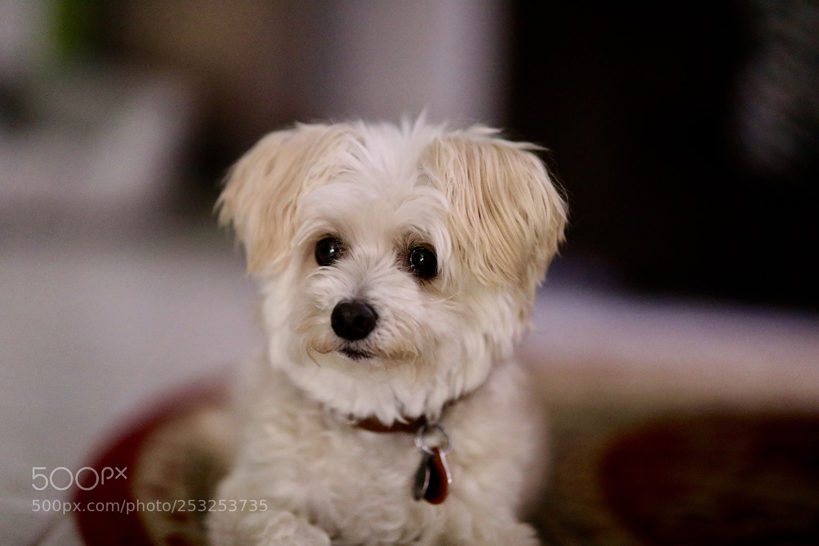 Canon EOS 5D Mark IV sample photo. Untitled photography