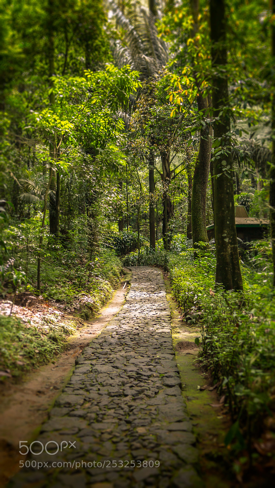 Sony SLT-A77 sample photo. Forest pathway photography