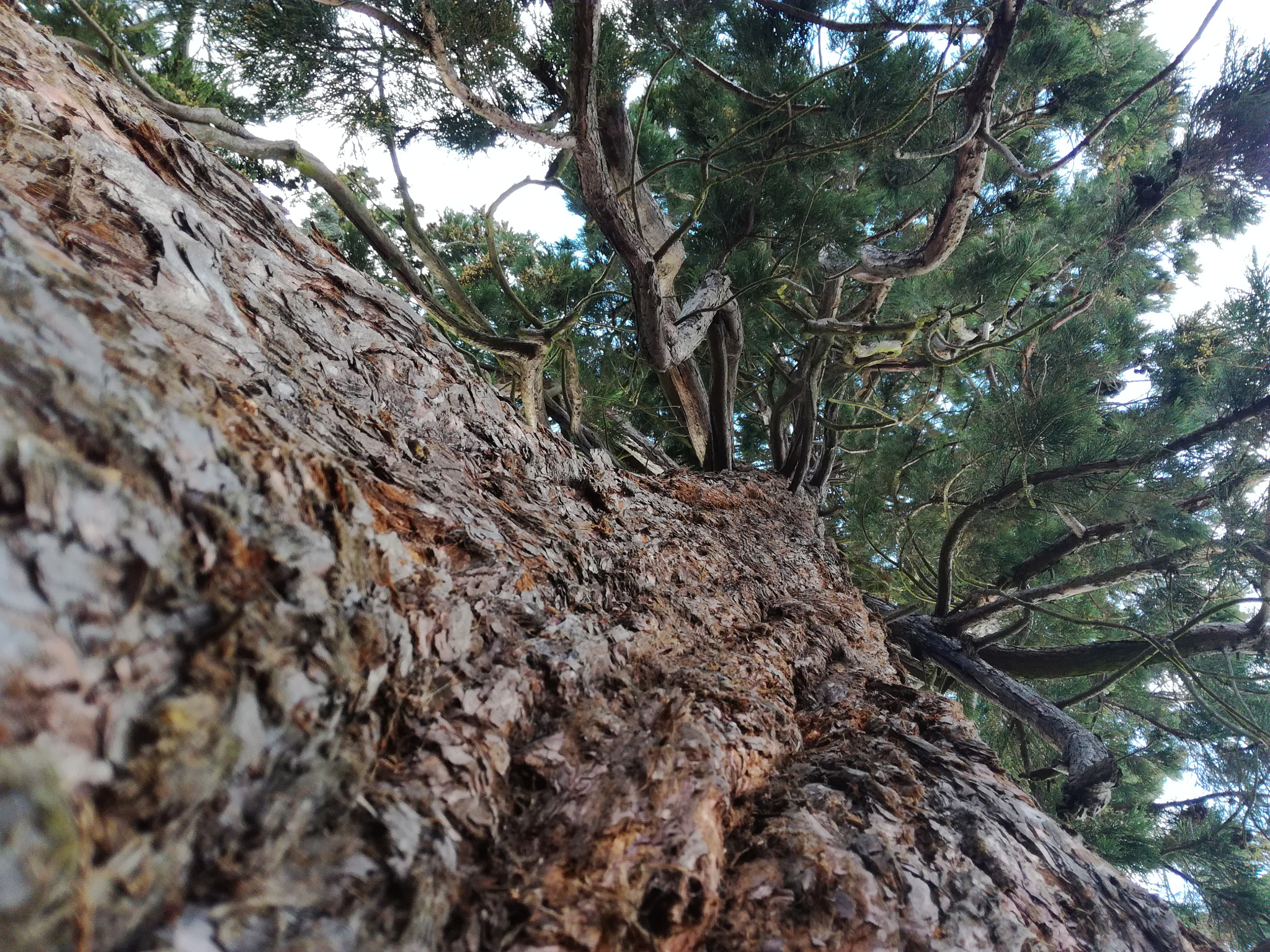 HUAWEI Honor 5C sample photo. Dav photography