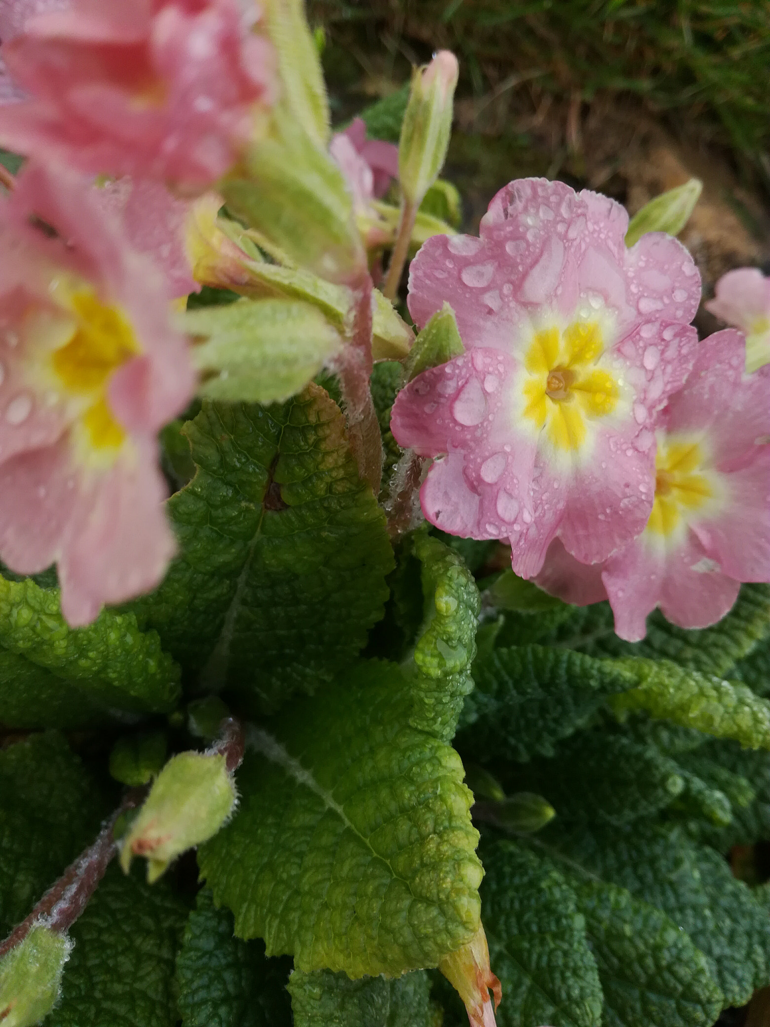 HUAWEI Honor 5C sample photo. Dav photography