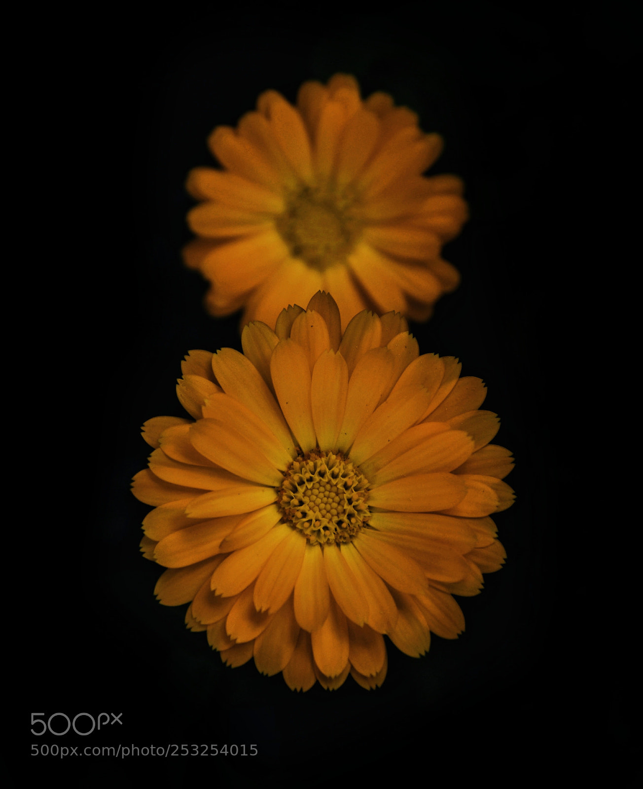 Nikon D7200 sample photo. In nature light creates photography