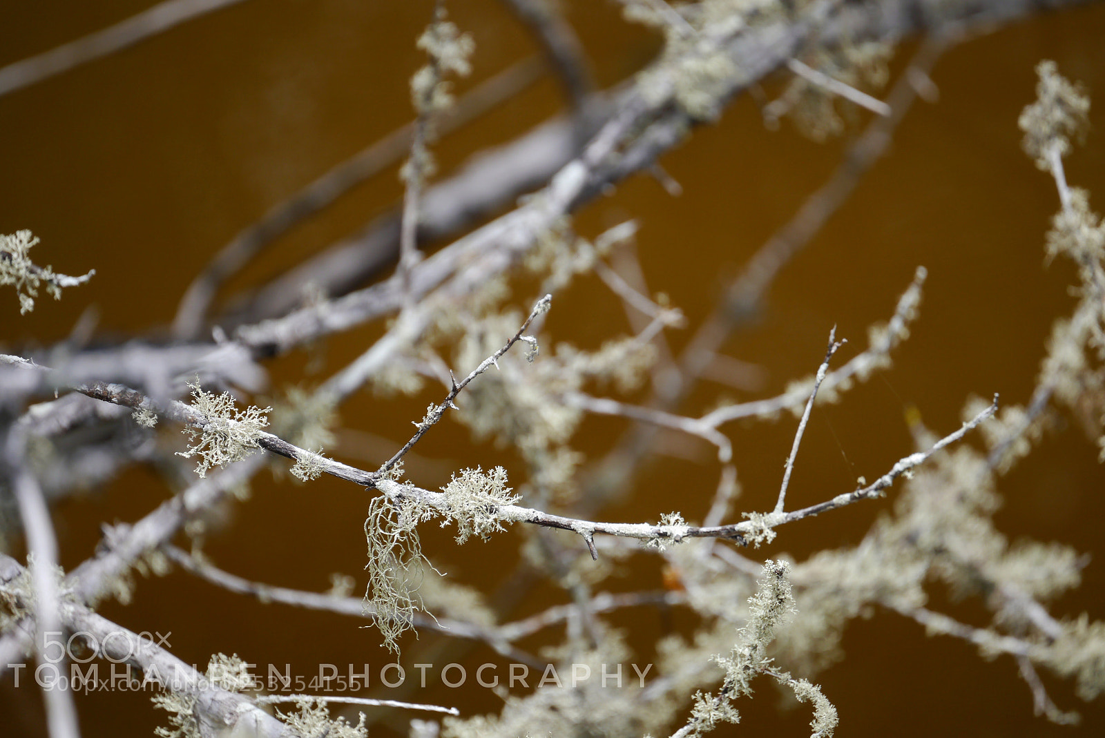 Panasonic Lumix DMC-G3 sample photo. Lichenbranches photography