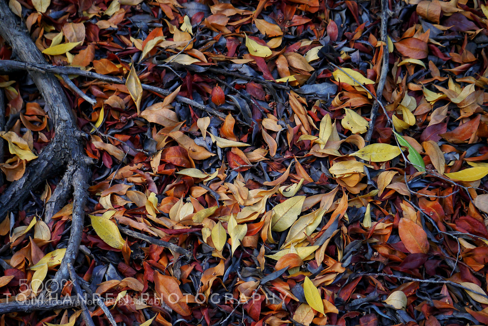 Panasonic Lumix DMC-G3 sample photo. Mangrove leaves carpet photography